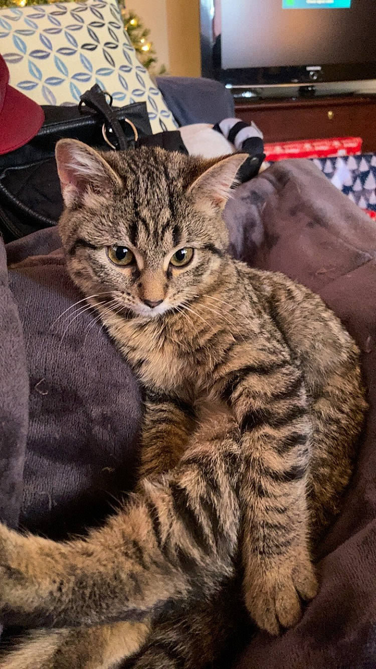 Jasmine joined the competition — help win amazing prizes! carnivore, cat, claw, domestic_short_haired_cat, felidae, fur, paw, sitting, small_to_medium_sized_cats, snout, television, terrestrial_animal, whiskers