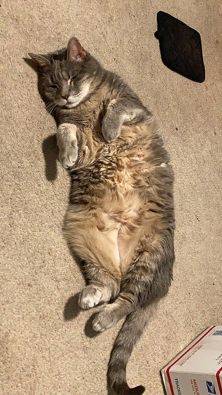 Stormy joined the competition — help win amazing prizes! carnivore, cat, claw, domestic_short_haired_cat, fawn, felidae, foot, fur, paw, photo_caption, sand, sitting, small_to_medium_sized_cats, snout, tail, terrestrial_animal, whiskers, wildlife