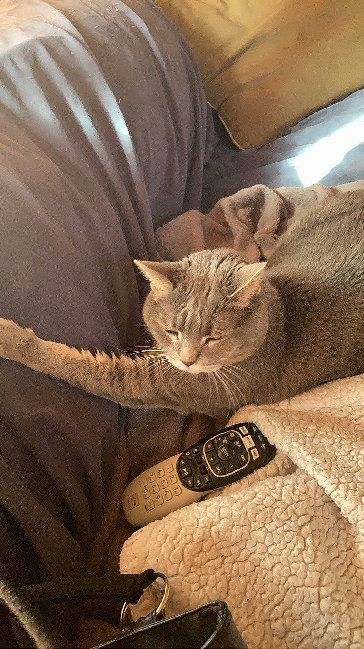 Stormy is registered to the contest to win money with this photo: car_seat, carnivore, cat, cat_bed, claw, comfort, domestic_short_haired_cat, fawn, felidae, fur, linens, nap, paw, sleep, small_to_medium_sized_cats, tail, terrestrial_animal, whiskers, wildlife, wood