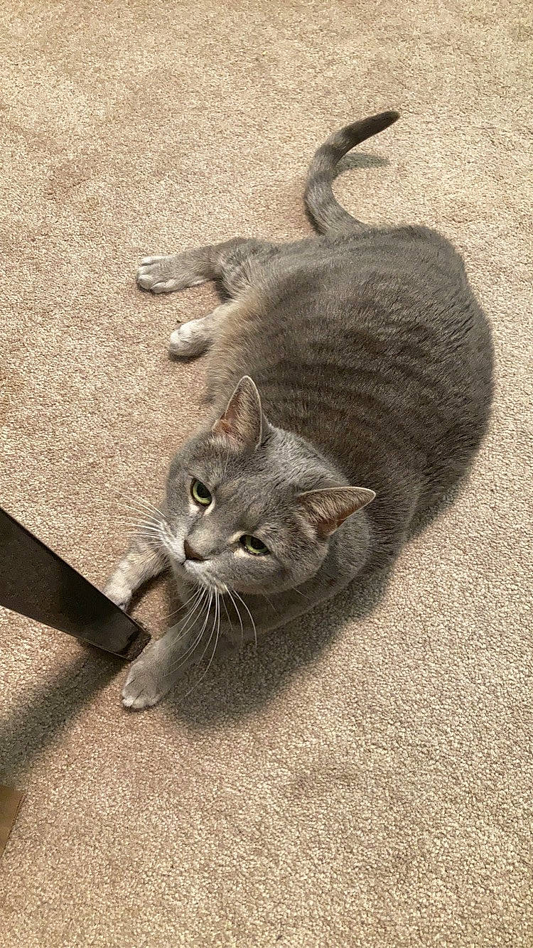 Stormy is registered to the contest to win money with this photo: carnivore, cat, cat_toy, claw, domestic_short_haired_cat, felidae, fur, grey, paw, road_surface, sand, shadow, small_to_medium_sized_cats, snout, tail, terrestrial_animal, whiskers, wildlife, wood