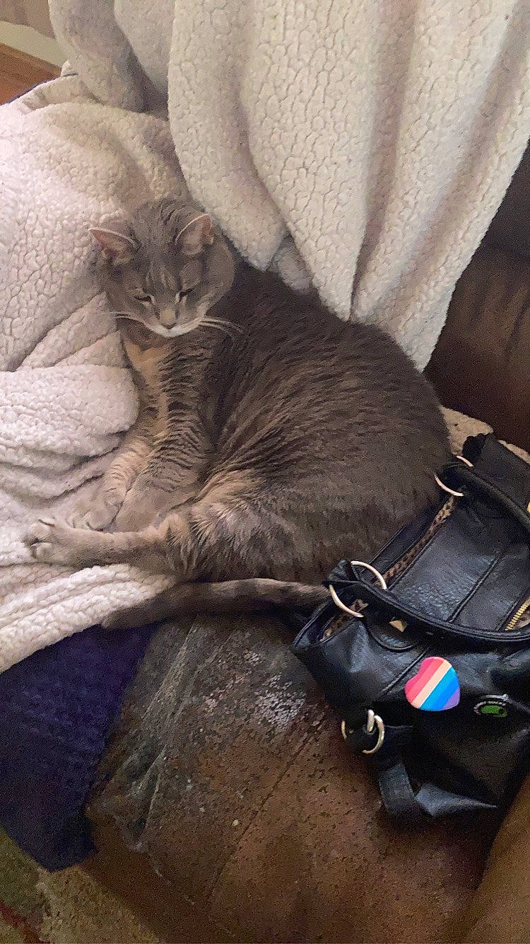 Stormy is registered to the contest to win money with this photo: backpack, bag, baggage, bedding, carnivore, cat, comfort, domestic_short_haired_cat, fawn, felidae, fur, grey, human_leg, linens, luggage_and_bags, nap, paw, small_to_medium_sized_cats, tail, whiskers