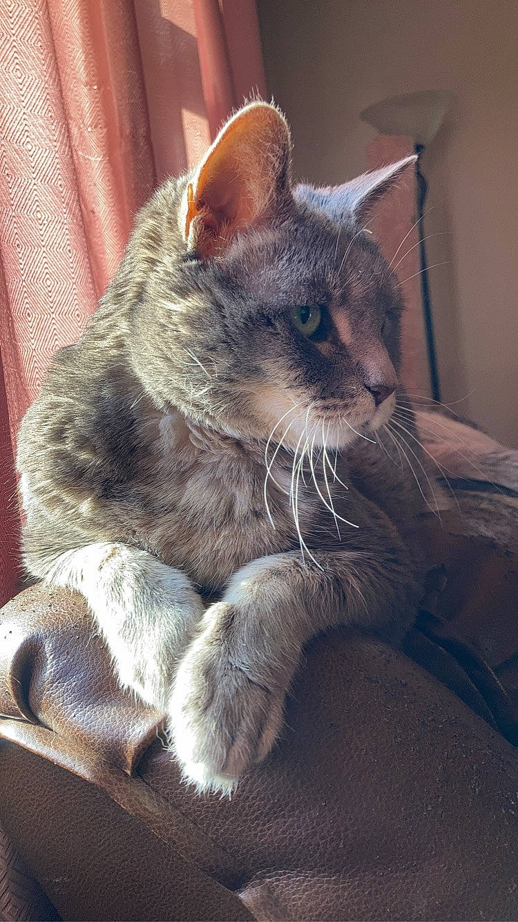 Stormy joined the competition — help win amazing prizes! carnivore, cat, cat_supply, claw, comfort, curtain, domestic_short_haired_cat, ear, felidae, fur, grey, leg, paw, sitting, small_to_medium_sized_cats, snout, tail, whiskers, window