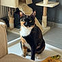 animal, cat, cat_tree, cozy, curious, domestic_cat, ears, floor, fur, furniture, home, indoor, pet, relaxed, scratching_post, sitting, tortoiseshell, toy, tray, whiskers