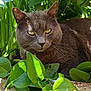 animal, cat, closeup, feline, fur, garden, gray_cat, greenery, leaves, mammal, nature, outdoor, pet, plants, portrait, relaxing, resting, shade, sunlight, whiskers