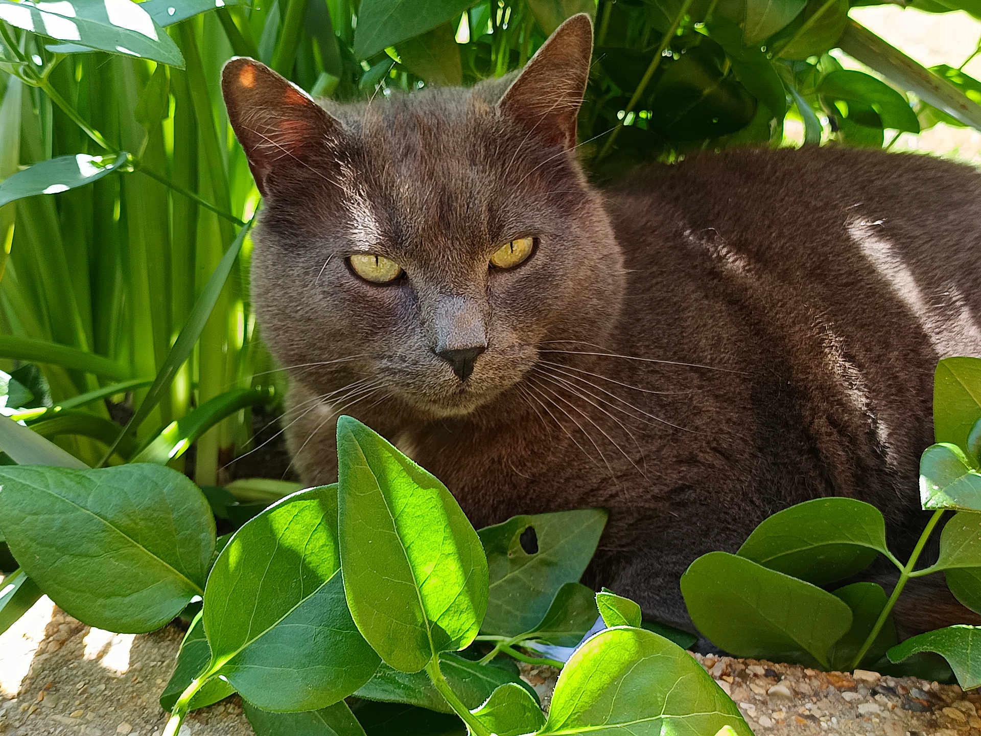 Gaston participe au concours pour gagner de l'argent avec cette photo : cat, gray_cat, animal, pet, outdoor, greenery, plants, leaves, sunlight, nature, relaxing, feline, closeup, whiskers, fur, portrait, mammal, resting, garden, shade