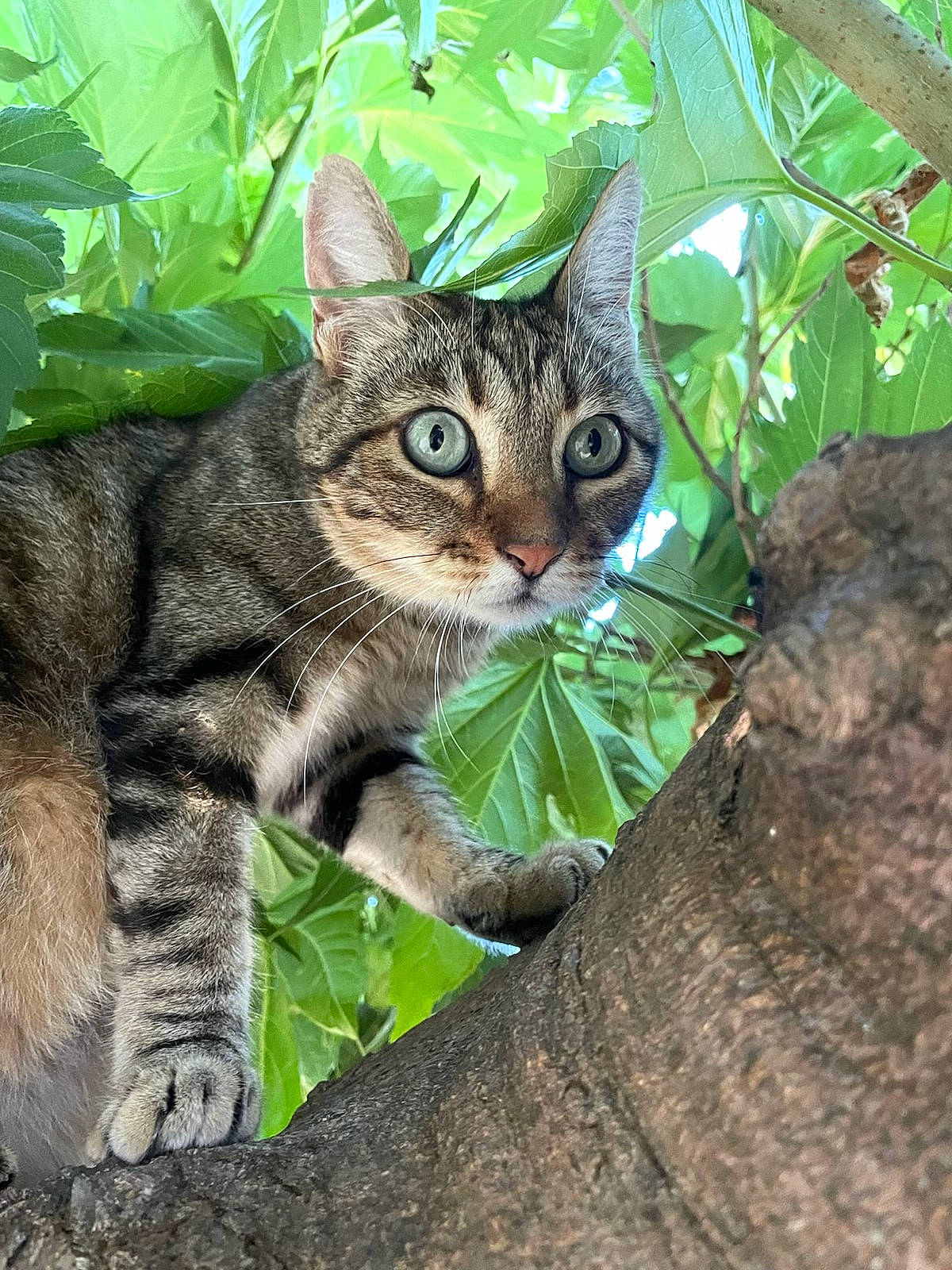 Maiko a rejoint le concours — aidez-le/la à gagner de superbes lots ! carnivore, cat, domestic_short_haired_cat, fawn, felidae, fur, grass, groundcover, organism, paw, plant, small_to_medium_sized_cats, snout, tail, terrestrial_animal, terrestrial_plant, tree, trunk, whiskers, wildlife
