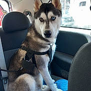 Daryl a rejoint le concours — aidez-le/la à gagner de superbes lots ! dog, siberian_husky, heterochromia, car_interior, blue_cushion, pet_harness, seat, window, animal, canine, fur, ears, paw, sitting, looking, domestic_animal, transportation, vehicle, seatbelt, resting