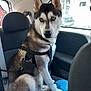 dog, siberian_husky, heterochromia, car_interior, blue_cushion, pet_harness, seat, window, animal, canine, fur, ears, paw, sitting, looking, domestic_animal, transportation, vehicle, seatbelt, resting