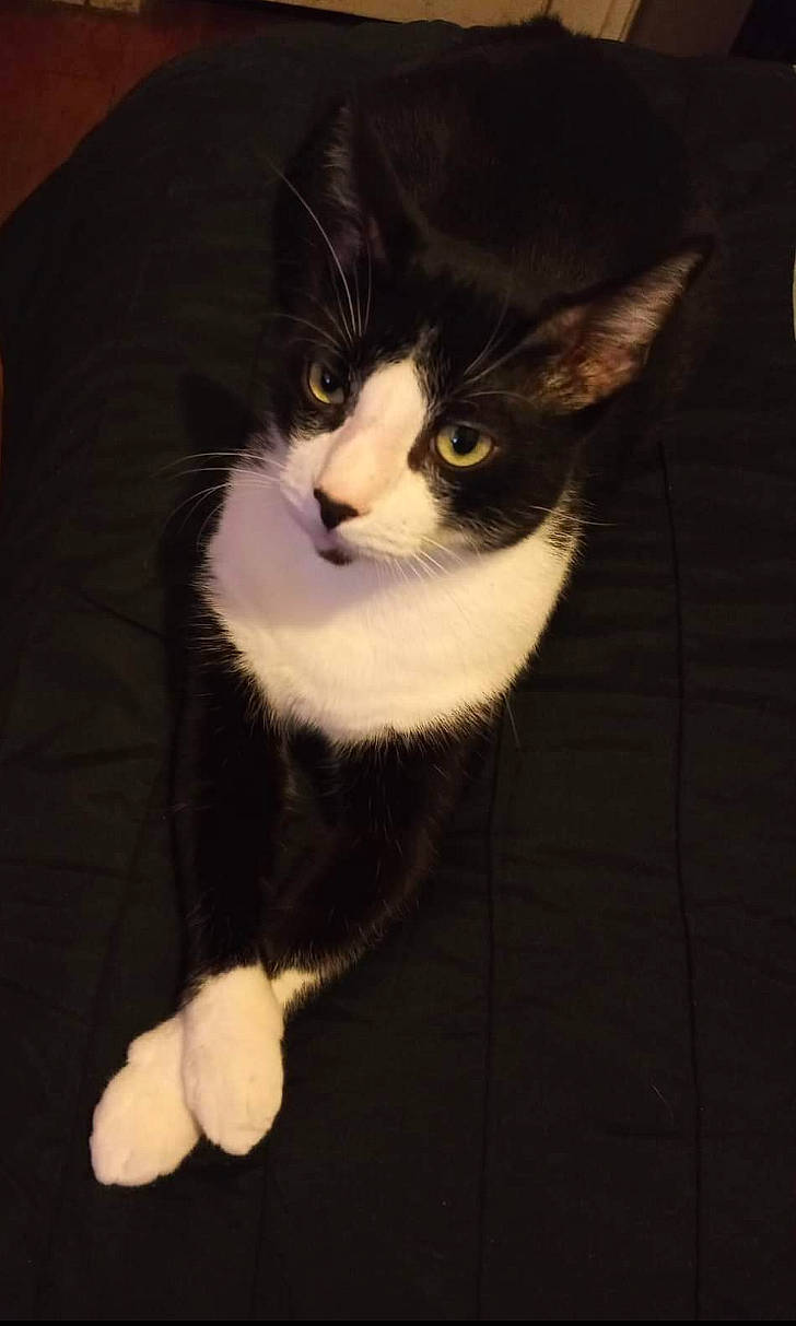 Tom is registered to the contest to win money with this photo: carnivore, cat, comfort, domestic_short_haired_cat, ear, eye, felidae, formal_wear, fur, head, human_body, iris, leg, paw, small_to_medium_sized_cats, snout, tail, whiskers, window, wood