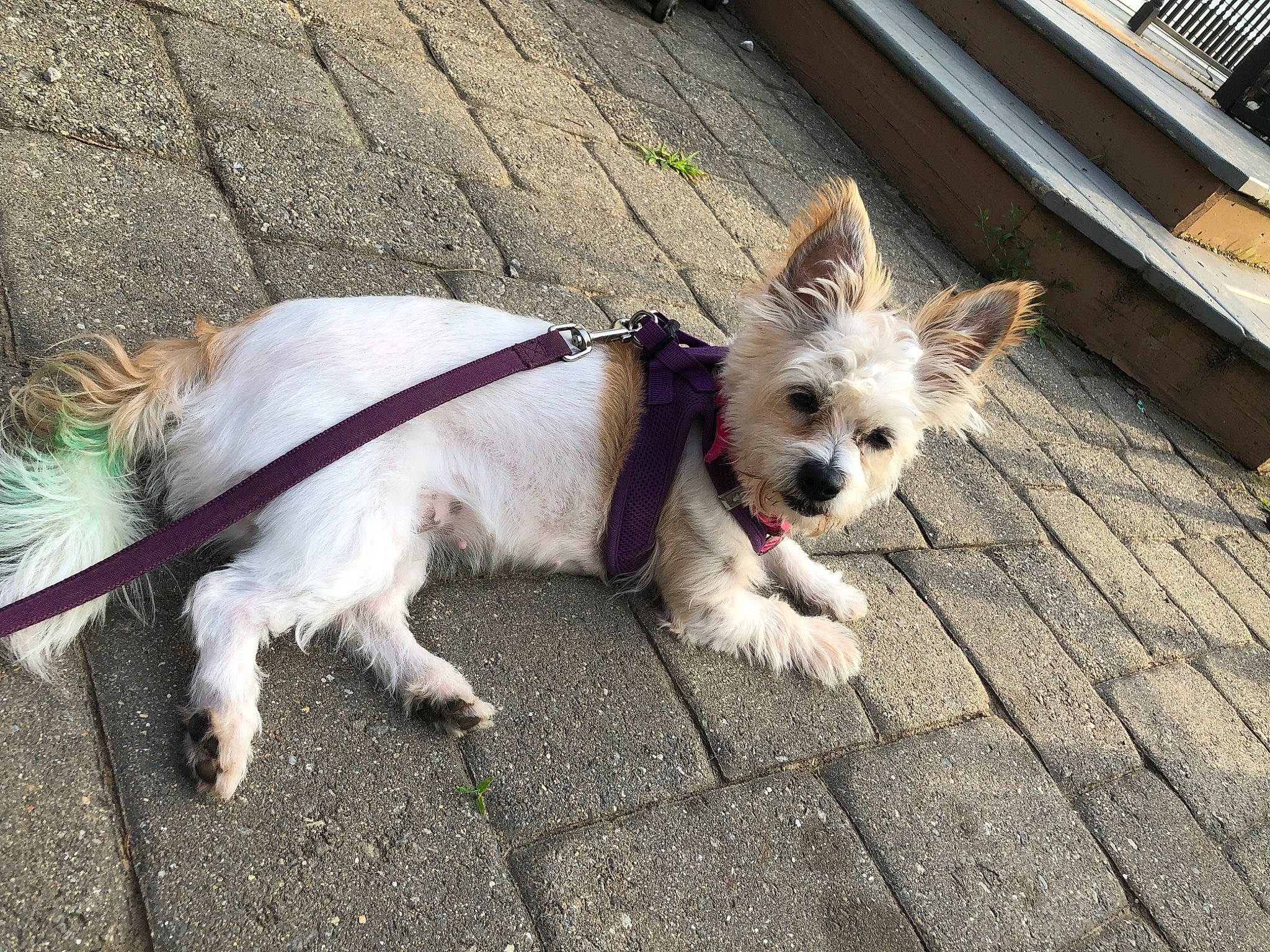 Kaundie is registered to the contest to win money with this photo: carnivore, collar, companion_dog, dog, dog_breed, dog_collar, dog_supply, fashion_accessory, fawn, leash, mammal, pet_supply, small_terrier, snout, sporting_group, tail, terrier, toy_dog, vertebrate, working_animal