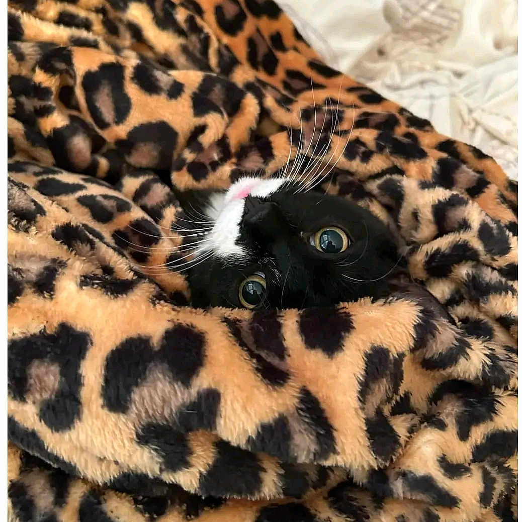 Butcher joined the competition — help win amazing prizes! animal, blanket, cat, cheetah, clothing, couch, cushion, egyptiancat, fur, furniture, homedecor, kitten, manx, ocelot, panther, person, pet, quilt, sleeping, velvet