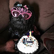 Shade joined the competition — help win amazing prizes!