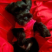 Armani is registered to the contest to win money with this photo: dog, puppy, black_dog, pet, red_blanket, red_shirt, bedding, fur, paws, nose, eyes, portrait, cute, cozy, lying_down, small_dog, indoor, blanket, fabric, relaxed_pose