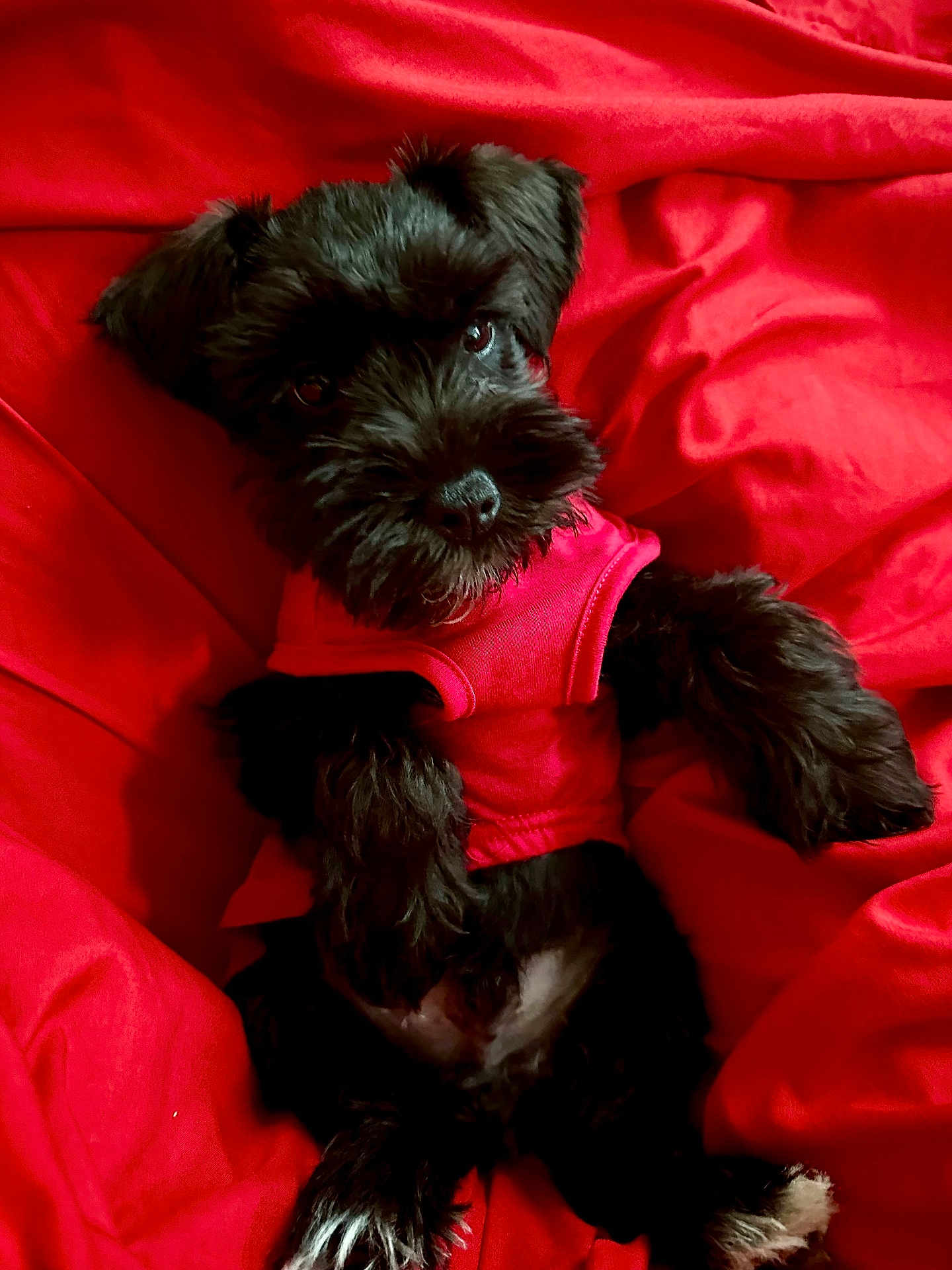 Armani is registered to the contest to win money with this photo: dog, puppy, black_dog, pet, red_blanket, red_shirt, bedding, fur, paws, nose, eyes, portrait, cute, cozy, lying_down, small_dog, indoor, blanket, fabric, relaxed_pose