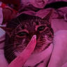 cat, tabby, finger, nose, indoor, blanket, plush_toys, close_up, pet, whiskers, relaxed, pink_lighting, fur, animal, cute, domestic_animal, resting, cozy, soft, touch