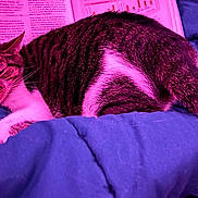 Poppi joined the competition — help win amazing prizes! cat, sleeping, blanket, book, hairbrush, feline, resting, indoor, striped_cat, pink_lighting, blue_blanket, pet, cozy, domestic, relaxation, fur, whiskers, tail, closeup, comfort