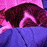 cat, sleeping, blanket, book, hairbrush, feline, resting, indoor, striped_cat, pink_lighting, blue_blanket, pet, cozy, domestic, relaxation, fur, whiskers, tail, closeup, comfort