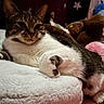 cat, tabby_cat, pet, animal, indoor, bedroom, plush_toy, blanket, soft_texture, relaxed, feline, cute, resting, cozy, fur, whiskers, paw, cushion, comfort, domestic_animal
