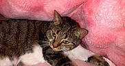 Poppi joined the competition — help win amazing prizes! cat, tabby_cat, pet, animal, feline, stretching, relaxed, pink_blanket, pink_surface, cozy, indoor, fur, whiskers, paw, cute, sleepy, domestic_cat, resting, soft_texture, comfort