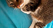 Cleo joined the competition — help win amazing prizes! cat, tabby_cat, white_paws, pet, animal, feline, resting, blue_blanket, soft_texture, indoor, cozy, relaxed, fur, whiskers, sleepy, closeup, laying_down, cute, domestic_cat, companion