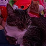 Cleo is registered to the contest to win money with this photo: cat, tabby, sleeping, closed_eyes, plush_toys, stuffed_animals, blanket, cozy, indoor, pet, feline, resting, cute, soft_toys, colorful, pink_lighting, comfort, animal, relaxation, fur