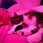 Cleo is registered to the contest to win money with this photo: cat, sleeping, bed, pillow, plush_toy, indoor, cozy, feline, resting, pink_light, fur, domestic_animal, cute, relaxing, pet, comfortable, soft, animal, mammal, home