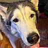 Maui is registered to the contest to win money with this photo: dog, husky, indoor, wooden_floor, heterochromia, licking, finger, pet, animal, closeup, curious, affectionate, fur, canine, domestic, floor, person, hand, colorful_bag, cozy