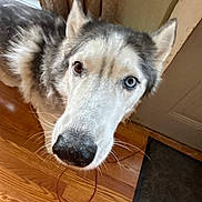 Maui joined the competition — help win amazing prizes! dog, husky, heterochromia, brown_eye, blue_eye, pet, curious, indoor, wooden_floor, door, curtain, canine, fur, animal, domestic, whiskers, snout, close_up, looking_up, household