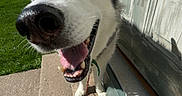 Maui is registered to the contest to win money with this photo: dog, husky, heterochromia, blue_eye, brown_eye, pet, canine, outdoor, sunny_day, door, concrete_steps, grass, happy, tongue, nose, close_up, animal, smiling, sidewalk, shadow