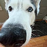 Maui is registered to the contest to win money with this photo: dog, husky, close_up, heterochromia, brown_eye, blue_eye, nose, indoor, wooden_floor, door, pet, animal, curious, whiskers, ears, face, snout, canine, house, floor
