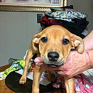 Peanut joined the competition — help win amazing prizes! puppy, dog, brown_puppy, close_up, indoor, person_hand, table, painting, fabric, curious, pet, animal, young_dog, clutter, wall, light_brown, ears, eyes, nose, snout