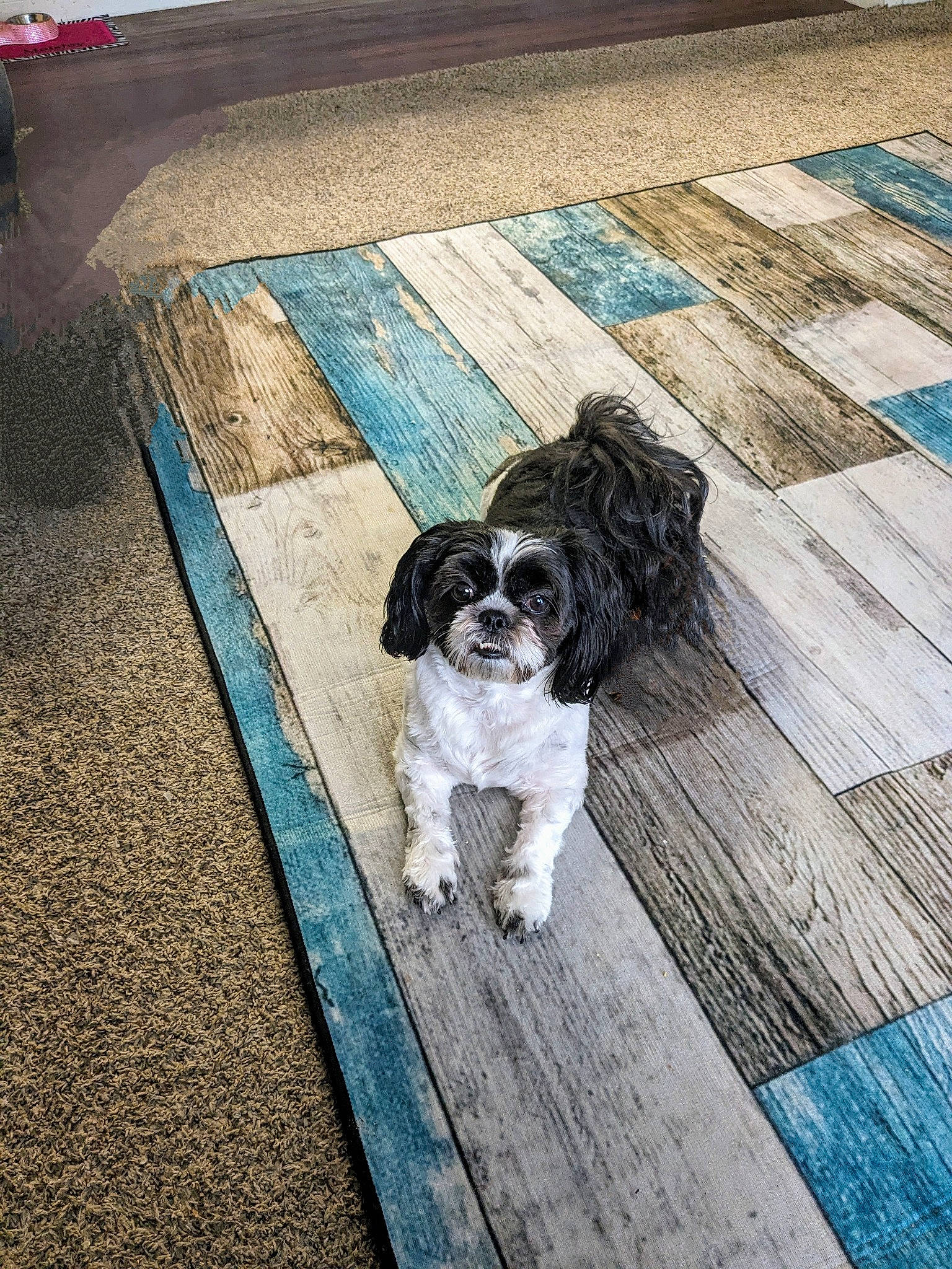 Maisley joined the competition — help win amazing prizes! asphalt, blue, canidae, carnivore, companion_dog, dog, dog_breed, dog_collar, floor, flooring, grass, pattern, road_surface, sidewalk, sky, snout, sporting_group, toy_dog, wood, working_animal