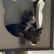 Luna is registered to the contest to win money with this photo: cat, kitten, two_cats, tabby, feline, animal, pet, cat_tree, cat_cubby, window, indoors, home, cozy, sitting, lying_down, paw, whiskers, ears, portrait, natural_light