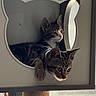 cat, kitten, two_cats, tabby, feline, animal, pet, cat_tree, cat_cubby, window, indoors, home, cozy, sitting, lying_down, paw, whiskers, ears, portrait, natural_light