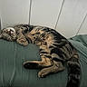 Luna joined the competition — help win amazing prizes! cat, tabby, sleeping, lying_down, relaxed, pet, feline, striped_fur, whiskers, paws, tail, bed, bedroom, cushion, headboard, indoors, cozy, resting, animal_portrait, peaceful