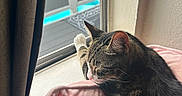 Luna is registered to the contest to win money with this photo: cat, tabby_cat, pet, animal, sleepy, relaxed, sitting, paw, whiskers, ears, fur, striped_fur, window, windowsill, curtain, blanket, pink_blanket, indoor, sunlight, cozy
