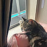 cat, tabby_cat, pet, animal, sleepy, relaxed, sitting, paw, whiskers, ears, fur, striped_fur, window, windowsill, curtain, blanket, pink_blanket, indoor, sunlight, cozy