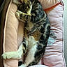 Luna joined the competition — help win amazing prizes! cat, tabby_cat, sleeping, pet, animal, furry, whiskers, paws, white_paws, striped_fur, pink_bed, cushion, cozy, indoors, relaxed, curled_up, nap, soft_lighting, close_up, cute