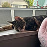 cat, tabby, sleeping, sleepy, pet, animal, window, windowsill, indoor, sunlight, relaxed, stretching, lying_down, fur, whiskers, pink_nose, blanket, bunting, home, nap