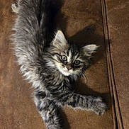 Nisa joined the competition — help win amazing prizes! kitten, cat, fluffy, gray_tabby, pet, animal, cute, feline, young, fur, whiskers, ears, eyes, couch, brown, indoor, resting, relaxed, curious, lying_down