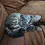 kitten, cat, sleeping, fur, tabby, pet, animal, cozy, couch, brown, feline, cute, resting, indoor, fluffy, young, domestic, relaxed, paw, whiskers