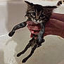 Nisa is registered to the contest to win money with this photo: kitten, wet, bath, hand, bathtub, pet, animal, fur, small, cute, water, indoor, young, mammal, domestic, holding, expression, face, whiskers, ears
