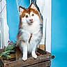 animal, blue_background, branches, brown_and_white, crate, cute, decoration, dog, eyes, fluffy, fur, indoor, leash, nose, pet, portrait, sitting, studio, winter, wooden_crate