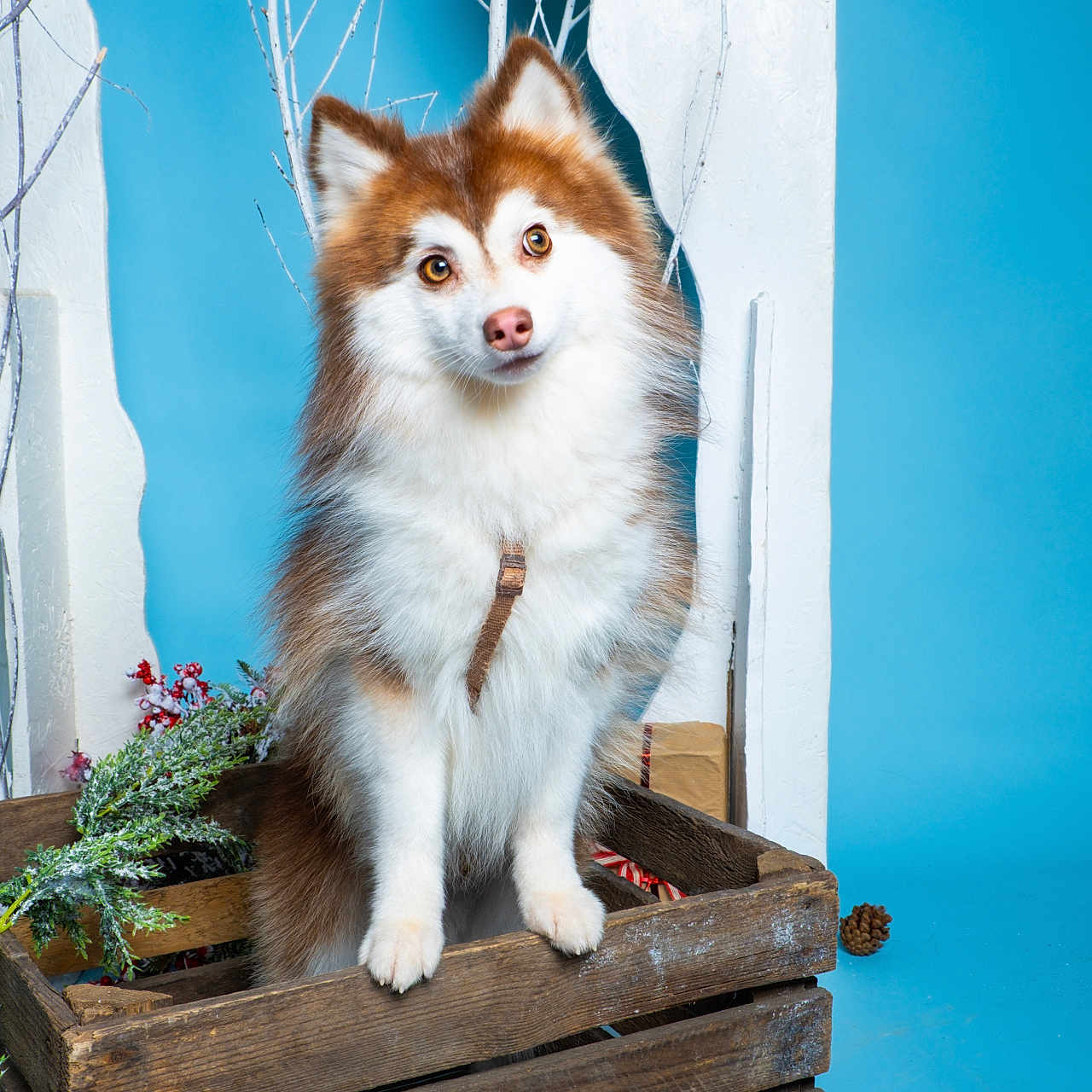 Balou