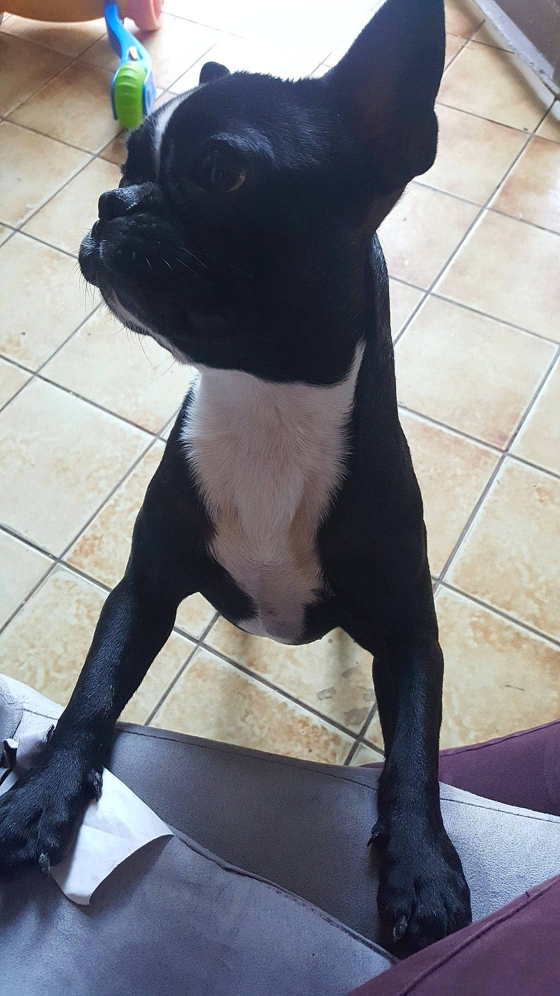 Nina participe au concours pour gagner de l'argent avec cette photo : american_pit_bull_terrier, american_staffordshire_terrier, boston_terrier, canidae, carnivore, companion_dog, dog, dog_breed, fawn, mammal, non_sporting_group, snout, sporting_group, staffordshire_bull_terrier, tail, vertebrate