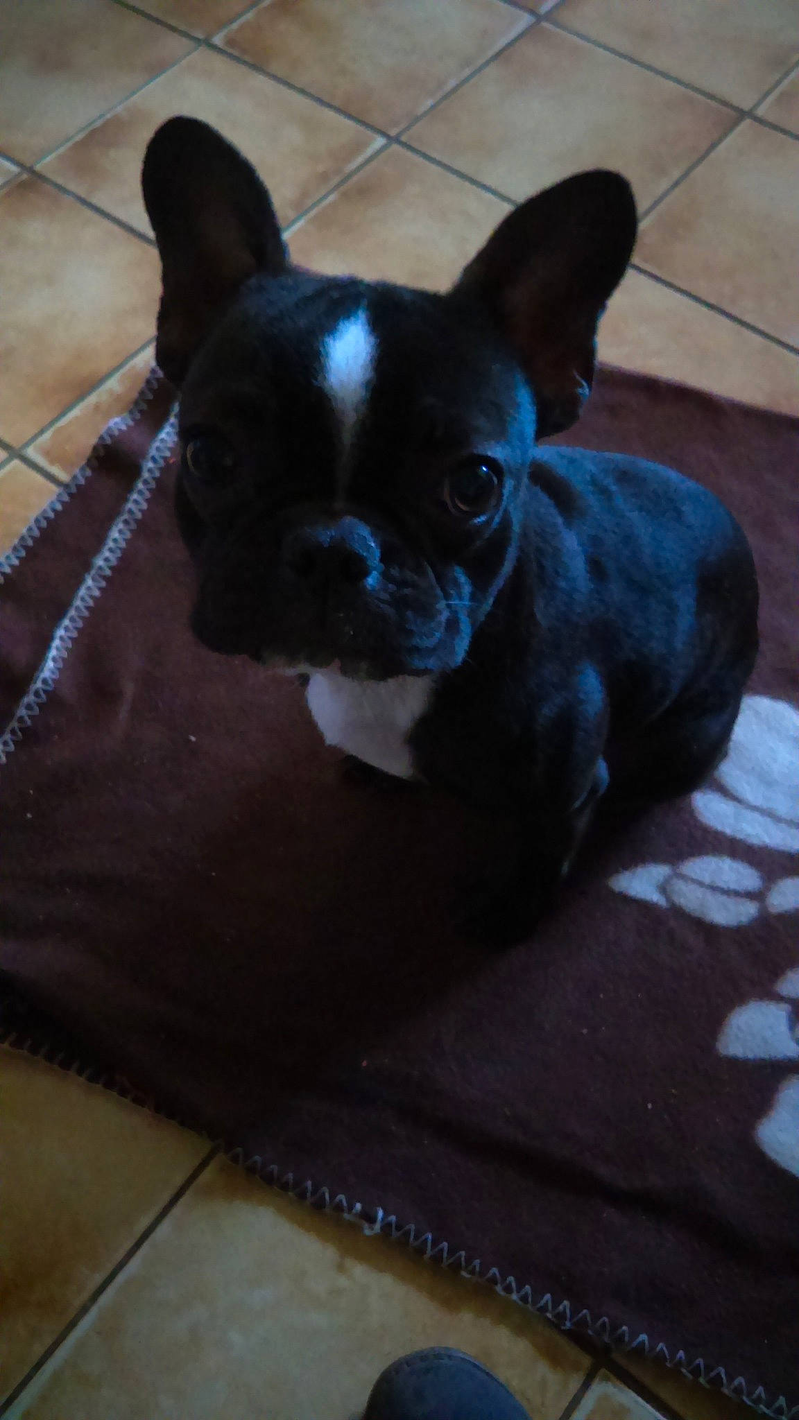 Nina a rejoint le concours — aidez-le/la à gagner de superbes lots ! boston_terrier, bulldog, canidae, carnivore, companion_dog, dog, dog_breed, ear, fawn, french_bulldog, mammal, non_sporting_group, puppy, snout, toy_bulldog, vertebrate