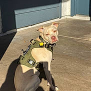 Tonto is registered to the contest to win money with this photo: dog, light_fur, harness, outdoor, porch, concrete, sunlight, shadow, pet, animal, leash, sitting, looking_back, ears, collar, tag, daylight, expression, domestic_animal, canine