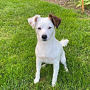 Pita a rejoint le concours — aidez-le/la à gagner de superbes lots ! dog, white_dog, brown_patch, grass, garden, outdoor, pet, animal, sitting, attentive, greenery, nature, cute, canine, fur, ears, tail, daylight, yard, playful