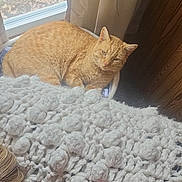 Toby joined the competition — help win amazing prizes! cat, orange_tabby, blanket, knit_blanket, window, curtains, indoor, cozy, relaxed, pet, feline, light, daylight, person_partial, glasses, wood_paneling, couch, home_interior, resting, soft_texture