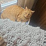 cat, orange_tabby, blanket, knit_blanket, window, curtains, indoor, cozy, relaxed, pet, feline, light, daylight, person_partial, glasses, wood_paneling, couch, home_interior, resting, soft_texture